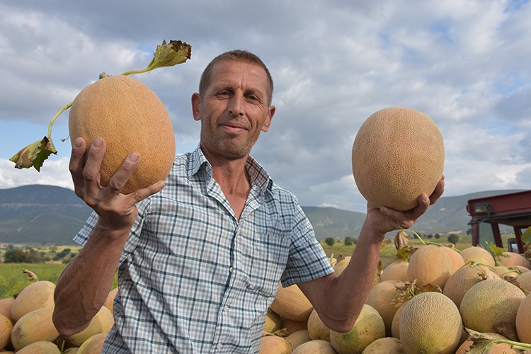 Kavun üreticisi talebe yetişmekte zorlanıyor