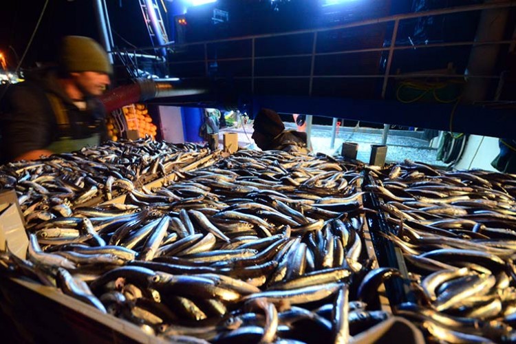 Balıkçının yüzü hamsiyle güldü