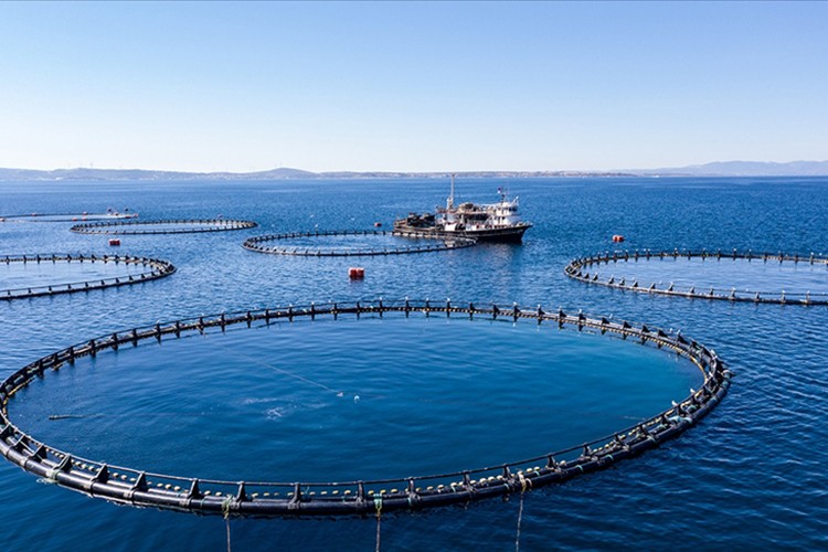 Türkiye'nin su ürünleri üretimi 2025'te yüzde 11,1 arttı