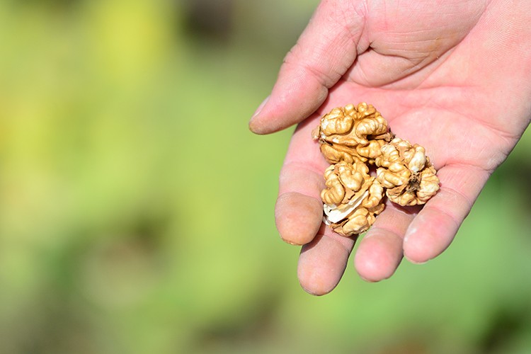 "Şebin cevizi"nde yüksek rekolte