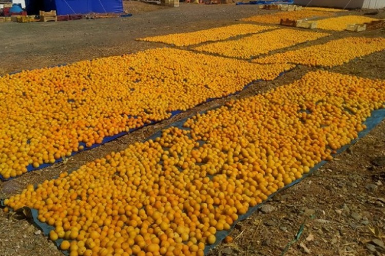 Malatya'da kayısı hasadı başladı