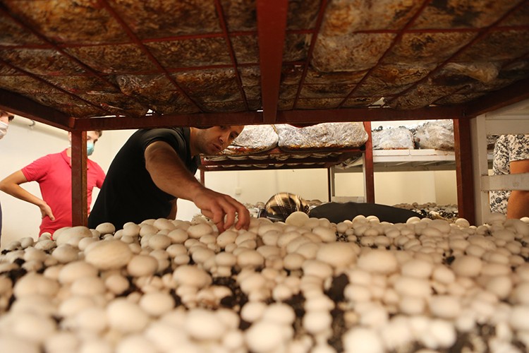 Kültür mantarının ikinci hasadı başladı