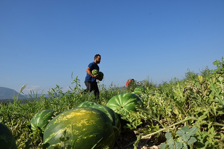 Osmaneli karpuzunda 200 bin ton rekolte bekleniyor