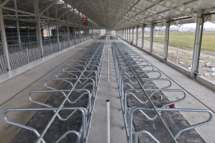 İnekler için ortopedik yatak üretildi