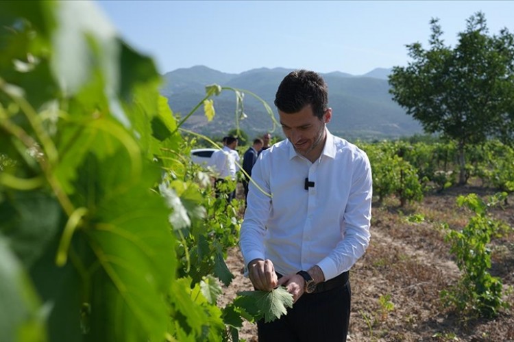 Coğrafi işaretli Erbaa bağ yaprağında 15 bin ton rekolte bekleniyor