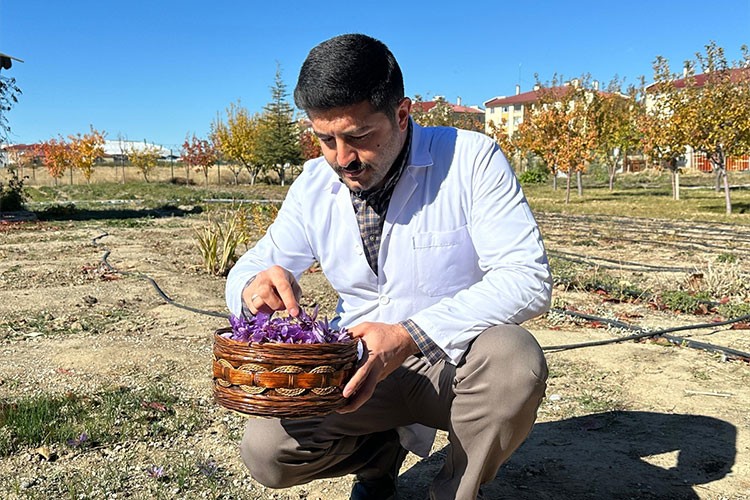 Safran Van'ın iklimine uyum sağladı