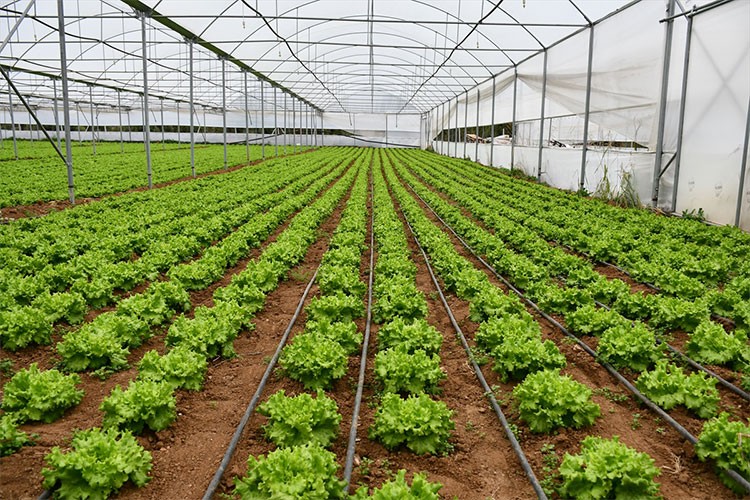 Sera kuran biyolog, marul ve domates üretiyor