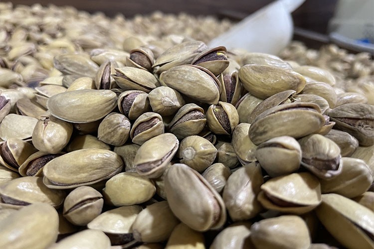 Fıstık üretiminde geçen yıl en yüksek rakama ulaşıldı