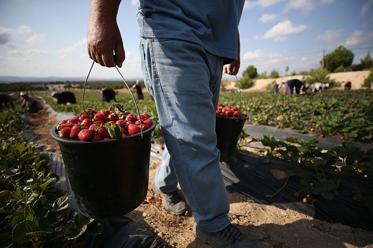 İki kuzen yetiştirdikleri organik çilekleri ihraç ediyor