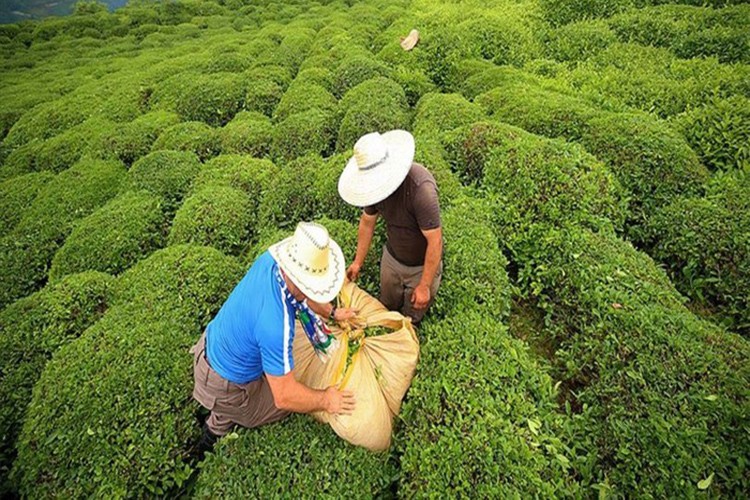 Yaş çaya kilogram başına 30 kuruş fark ödemesi yapılacak