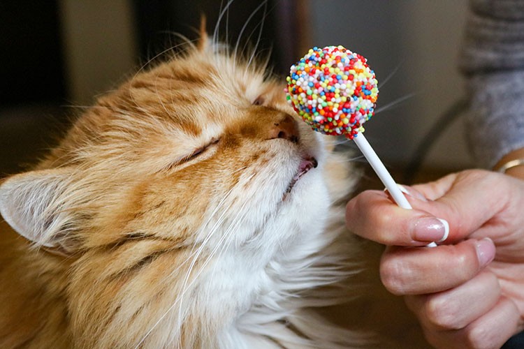 Şeker tüketimi evcil hayvanlar için tehdit oluşturuyor