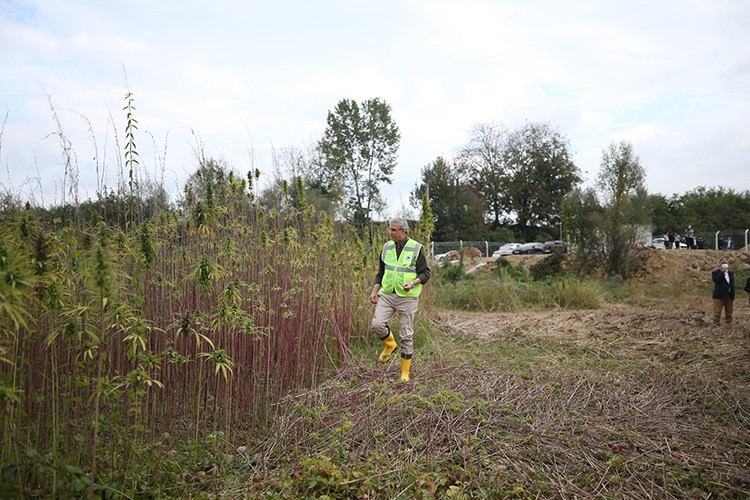 Sakarya'da endüstriyel kenevirin hasadına başlandı