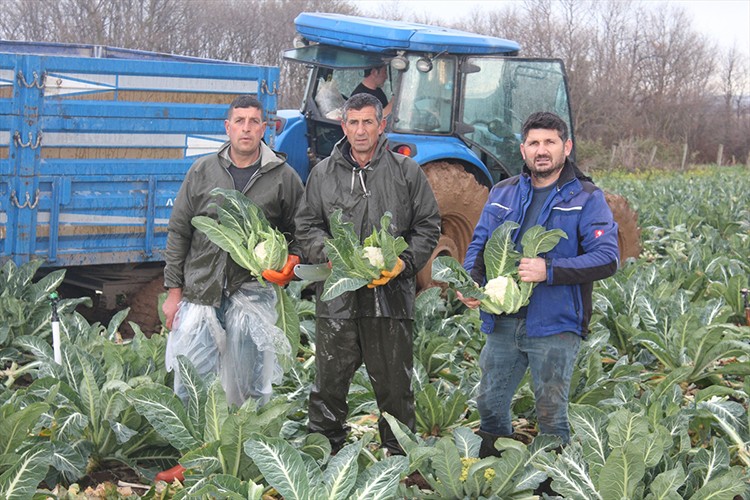 Bafra Ovası'nda karnabahar hasadı sürüyor