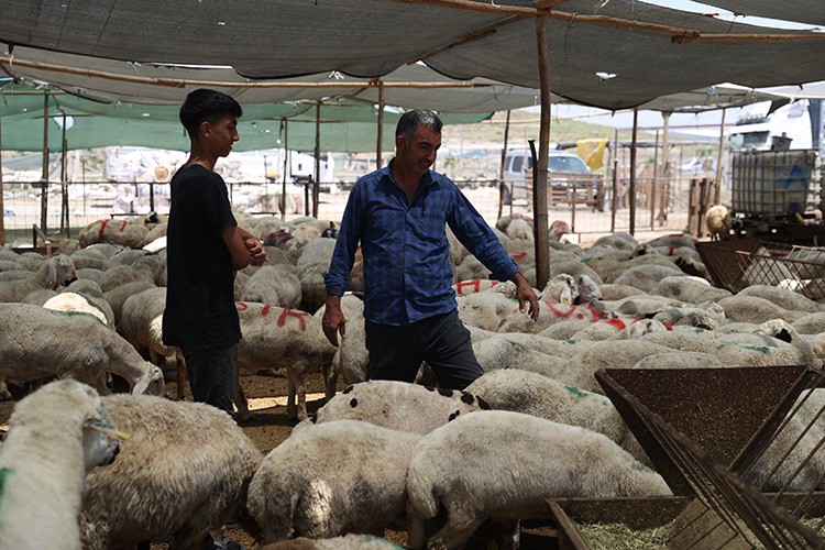 Mersin'deki hayvan pazarlarında bayram hareketliliği başladı
