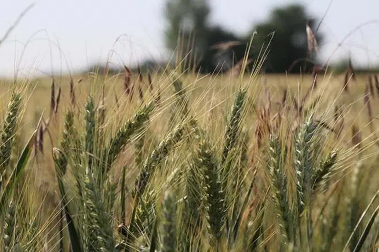 Hububat üretimi açısından güçlü bir yıl bekleniyor