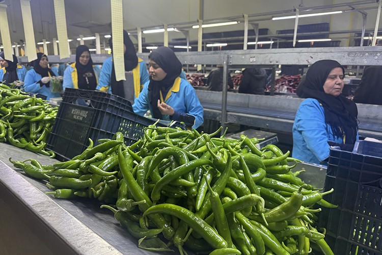 Türkiye'nin biber ihracatının yüzde 74'ü Batı Akdeniz'den