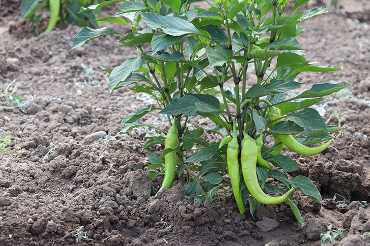 Ağrı'da üretilen sebzelerin hasadı yapıldı