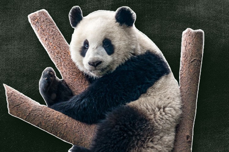 Bu eşsiz canlılar yoklamada yok yazılmasın