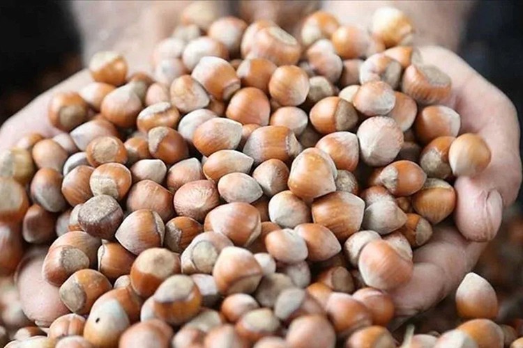 Ticaret borsalarında üç ayda 137 bin tonun üzerinde fındık satıldı