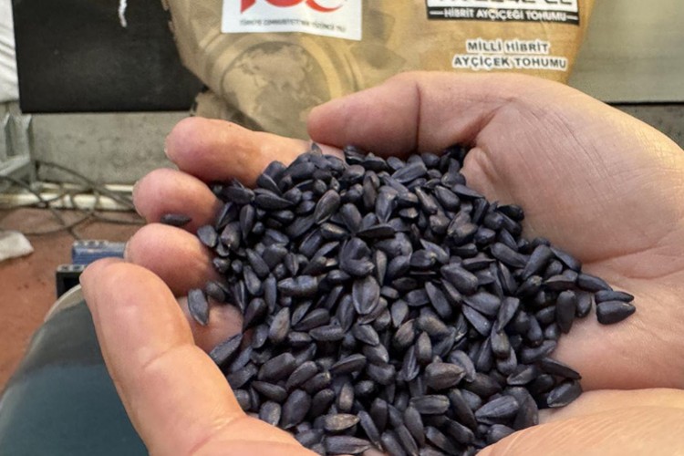 Ayçiçeği ithalatında tarife kontenjanının esasları belirlendi