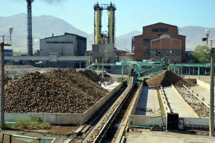 Şeker üretiminde rekor