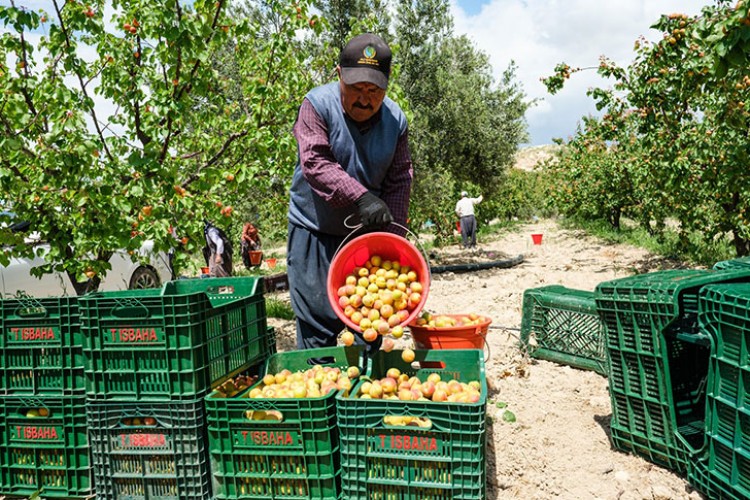 Tescilli Mut kayısısında hasat başladı