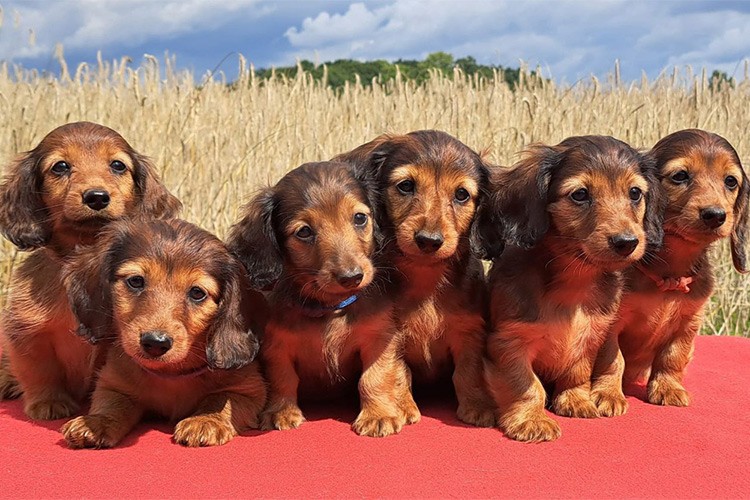 Almanya'da köpek vergisinden rekor gelir