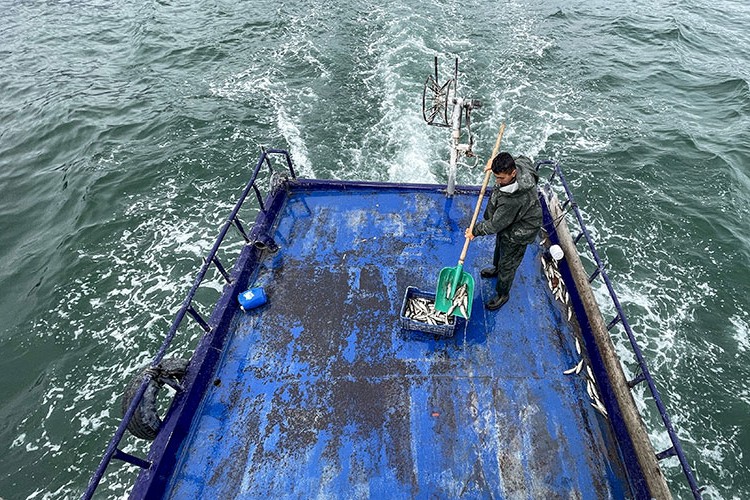 Van Gölü'nün "incileri"nin göçü başlıyor