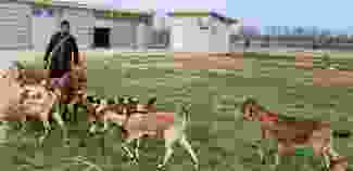 Keçilerin et ve süt verimi suni tohumlamayla artırılacak