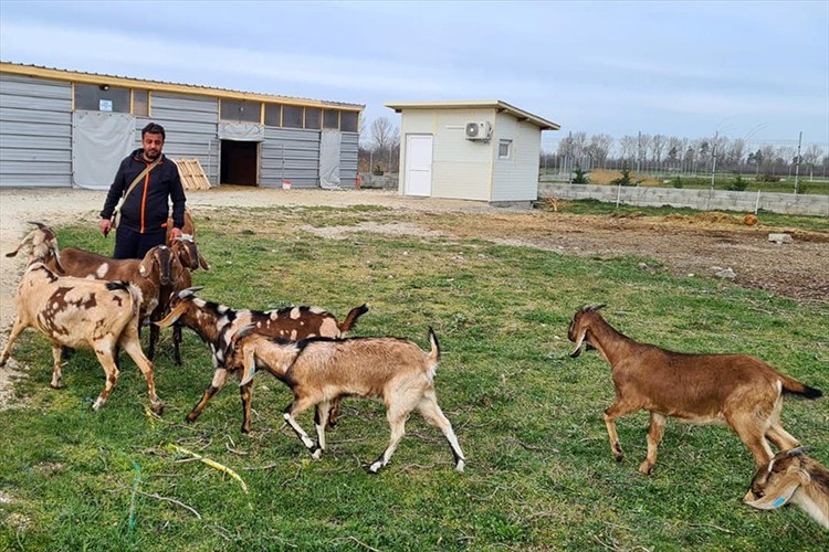Keçilerin et ve süt verimi suni tohumlamayla artırılacak