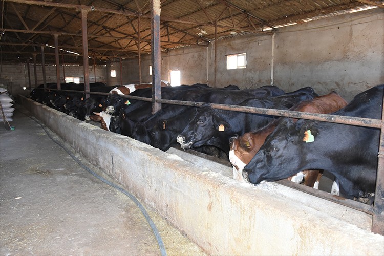 Besicilere 2 bin 932 damızlık büyükbaş hayvan verilecek