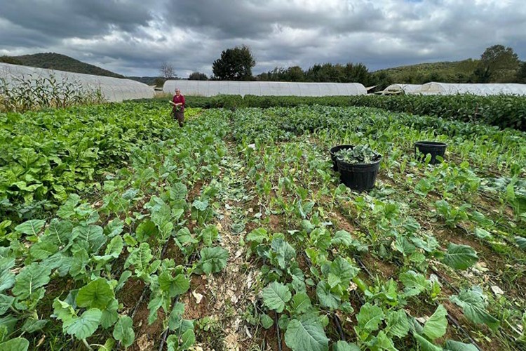 Beykoz'da kadın çiftçi sayısı yüzde 120 arttı