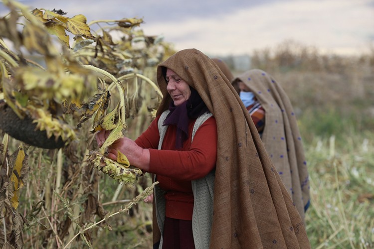 Erzurum'un ehramlı kadın çiftçileri, kurdukları kooperatifle üretime katkı sağlıyor
