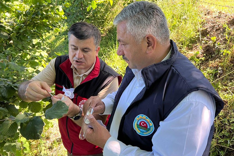 Fındık hasadı öncesi "kritik hazırlıklar" yoğunlaştı