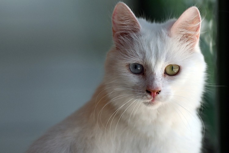 Ayasofya'ya ikinci Ankara kedisi "patilerini" basacak