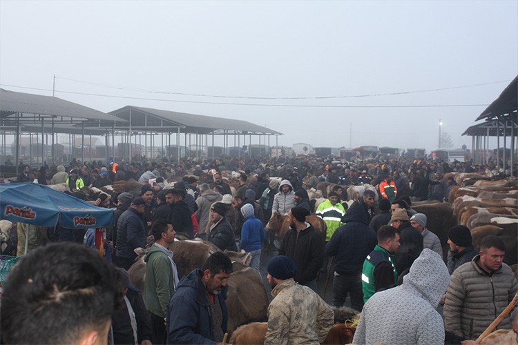 Sivas'taki canlı hayvan pazarında yoğunluk yaşanıyor