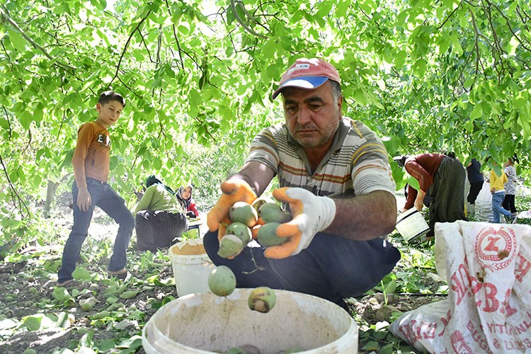 Çağlayancerit cevizinde hasat mesaisi