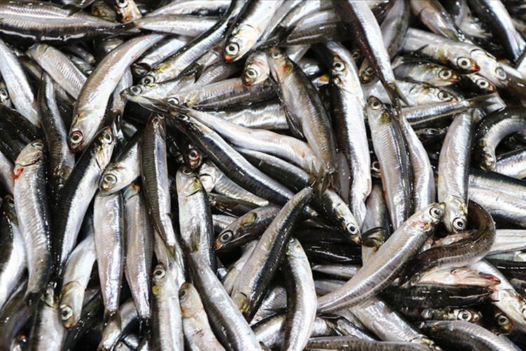 Av sezonunda hamsi ihracatındaki gelir 9 milyon doları aştı