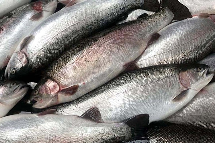 Türk somonu DKİB tarafından Çin'de tanıtılacak