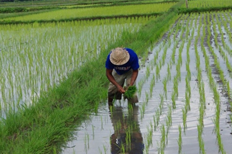 Pirinç fiyatları gıda güvenliğini yeniden gündeme getiriyor