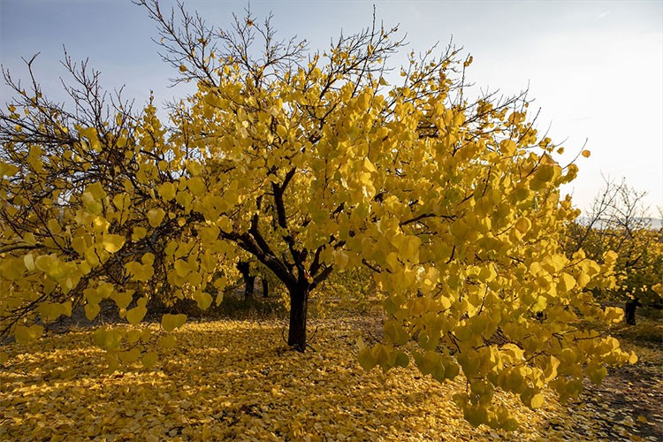 Kayısı sezonuna hazırlık