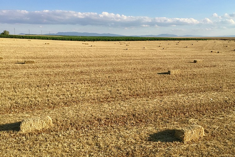 Samanın fiyatı yonca fiyatına yaklaştı