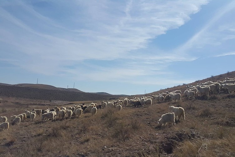 Orta Asya'nın akçam ağacı