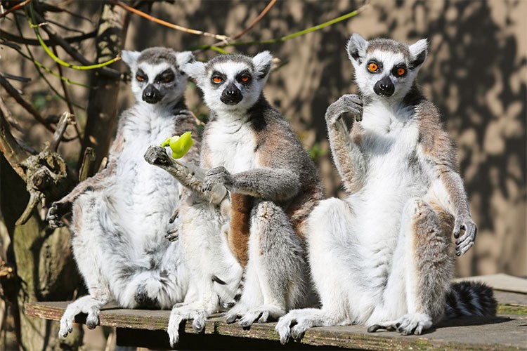 FYZoo'da Cumhuriyet Bayramı Coşkusu!