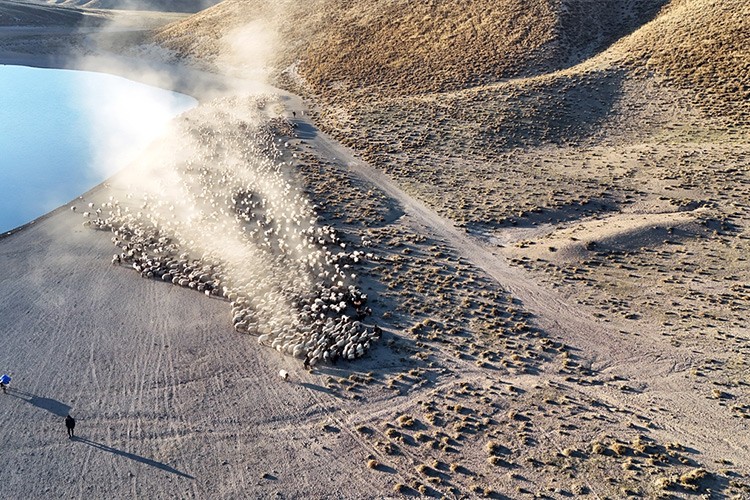 Sürülerin Nemrut Dağı'na tozlu yolculuğu