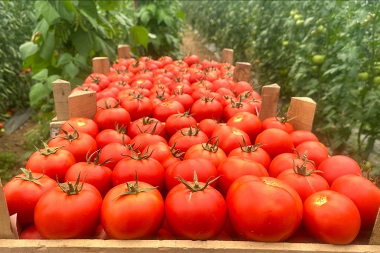 Türkiye domateste ve domates tohumculuğunda dünyanın güçlü oyuncusu
