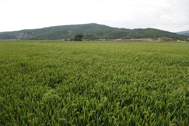 Osmancık'ta 20 bin ton çeltik rekoltesi bekleniyor