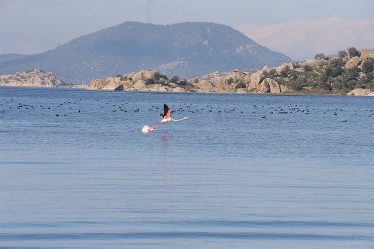 Yağış bereketi Bafa Gölü'ne nefes aldırdı
