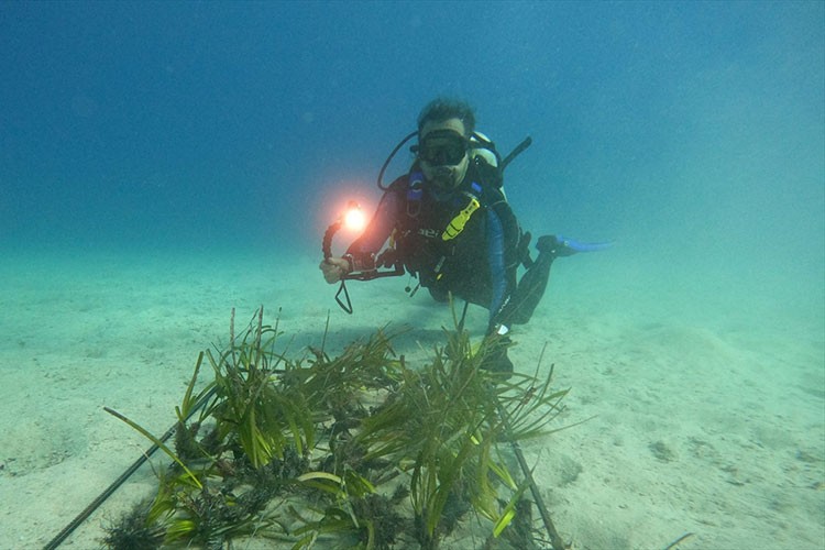 Kaş-Kekova'da deniz çayırı ekimi gerçekleştirildi