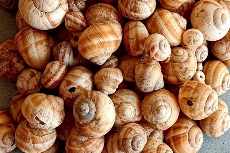 4 bin yıllık salyangoz kabukları bulundu